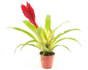 Vriesea Mix