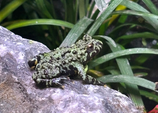 Vuurbuikpad magneet – Aziatische Wildlife