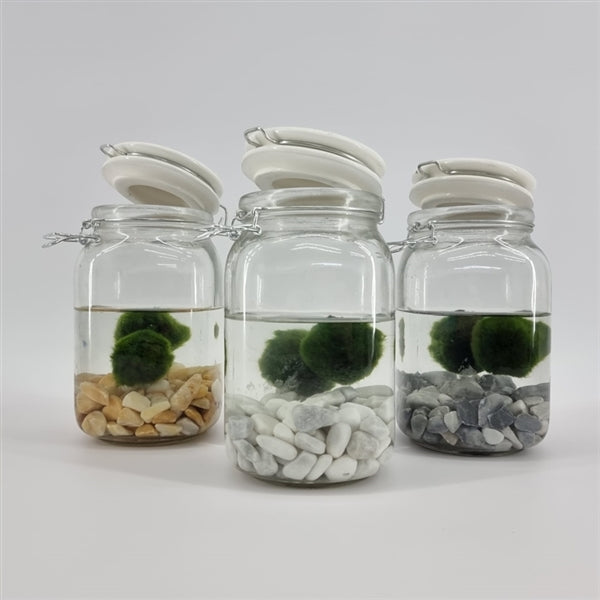 Pond vase with 3x moss ball 