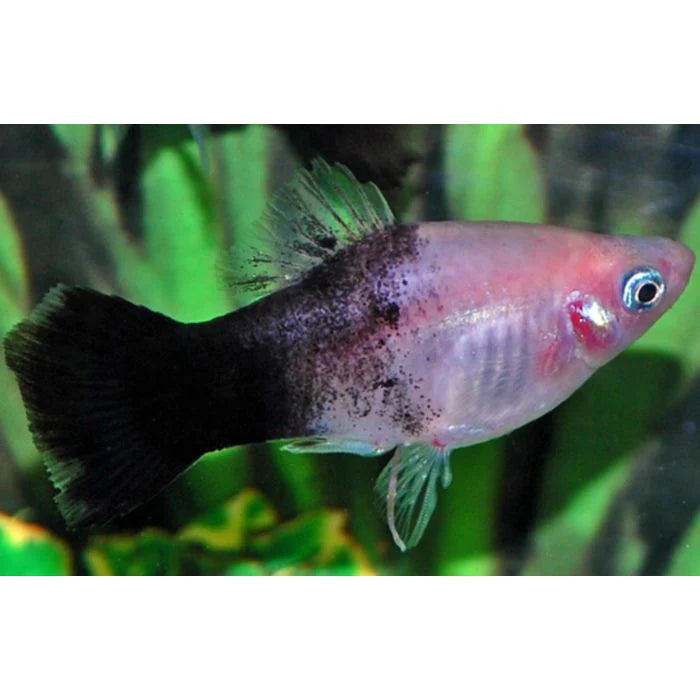 Platy Panda