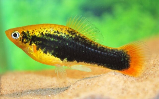 Platy Hawaii