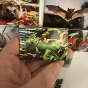 Yemen Chameleon magnet Preview 