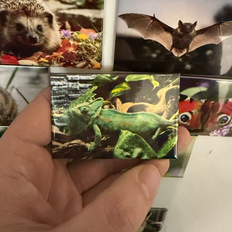 Yemen Chameleon magnet Preview 