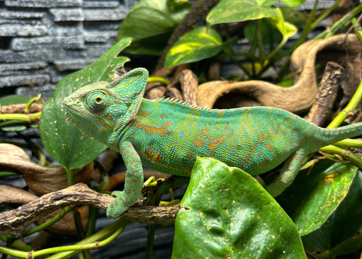 Yemen Kameleon magneet – Exotische Wildlife