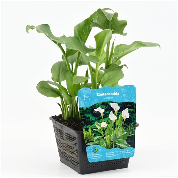 Zantedeschia aethiopica 18x18