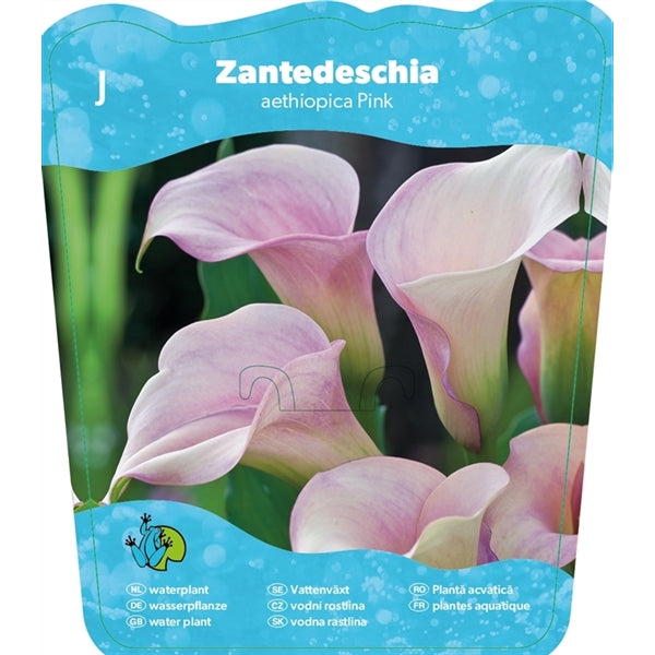 Zantedeschia aethiopica 'Pink' 18x18