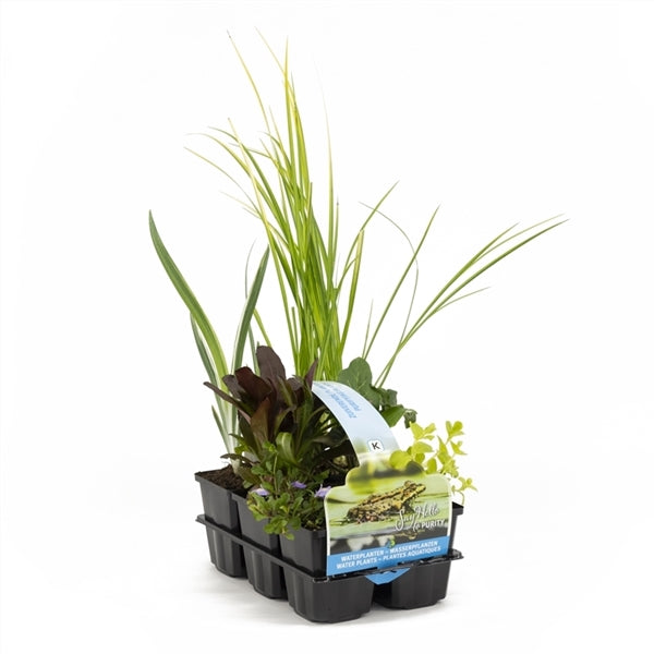 Purifying plants in six pack