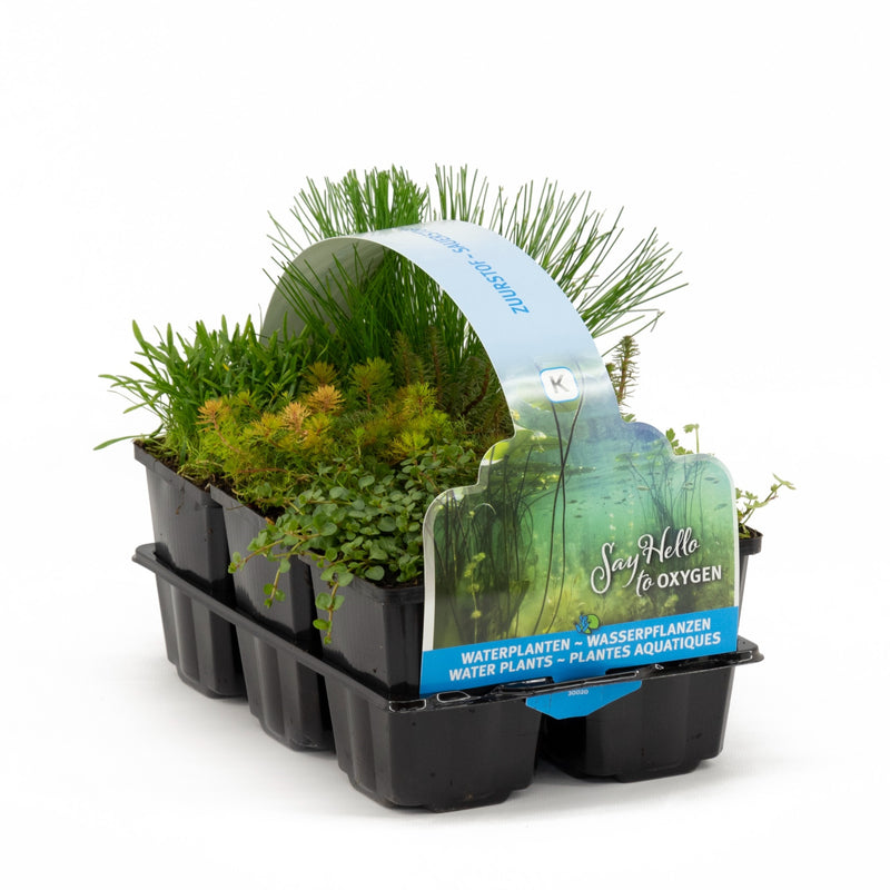 Oxygen plants in six pack