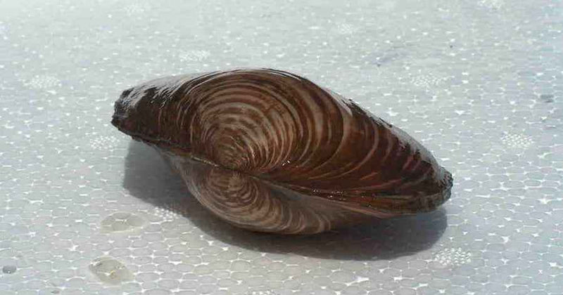 Vijvermossel