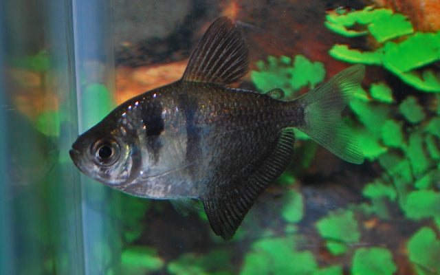 Zwarte Tetra - Gymnocorymbus Ternetzi - Aquariumvissen