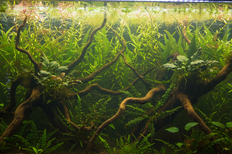 Achterzone planten