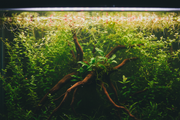 Achterzone planten - 30 cm Aquarium Plantenmix