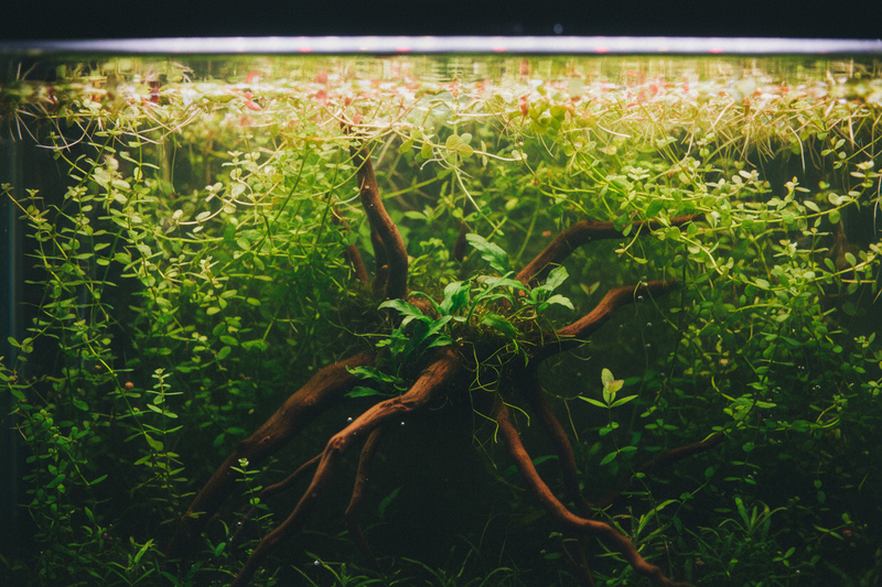Achterzone planten - 30 cm Aquarium Plantenmix
