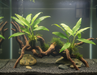 Anubias Afzeli op drijfhout in aquarium