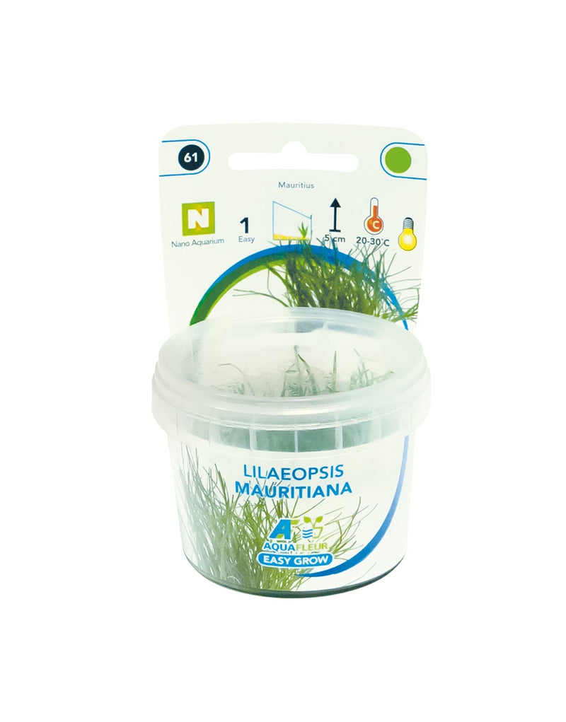 EasyGrow 61 Lilaeopsis Mauritiana In Vitro cup Aquariumplanten - Aquascape
