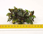 Bucephalandra op rvs mat aquariumplant