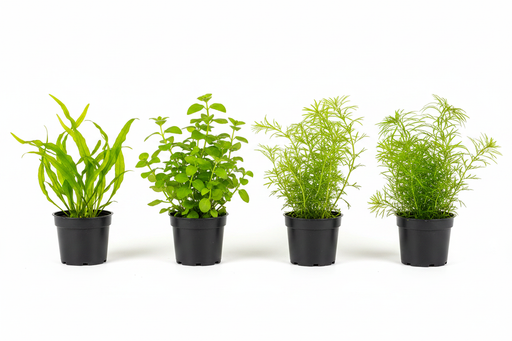 Budget Plantenmix – 4 planten naast elkaar