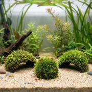 Coco Grotten Plantenmix in een natuurlijk beplant aquarium