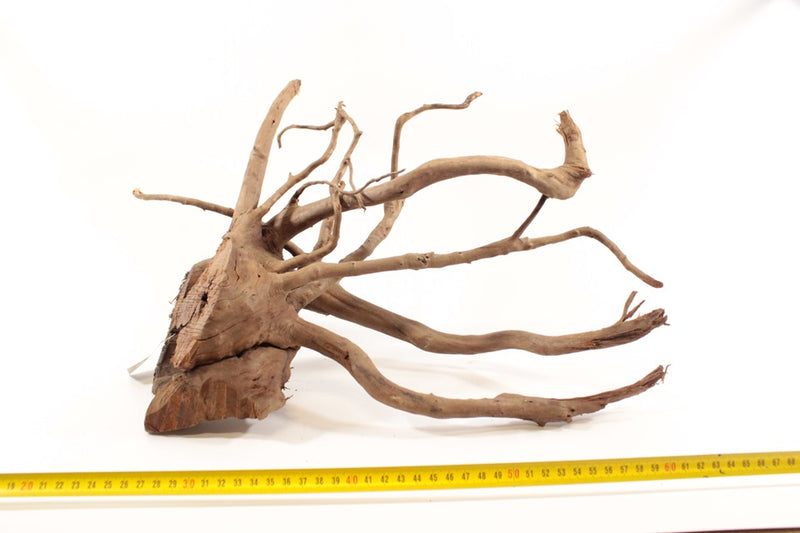 Dark Spiderwood L 1