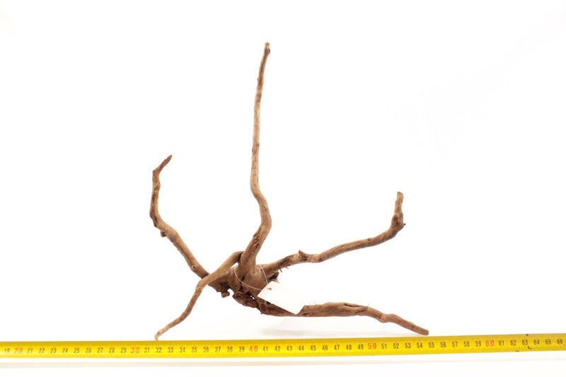 Dark Spiderwood S 1