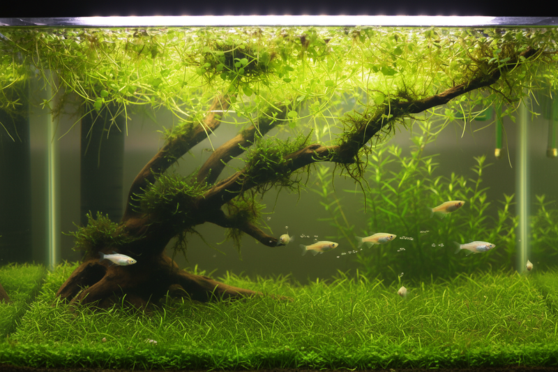 Medaka Spawn Plantenmix