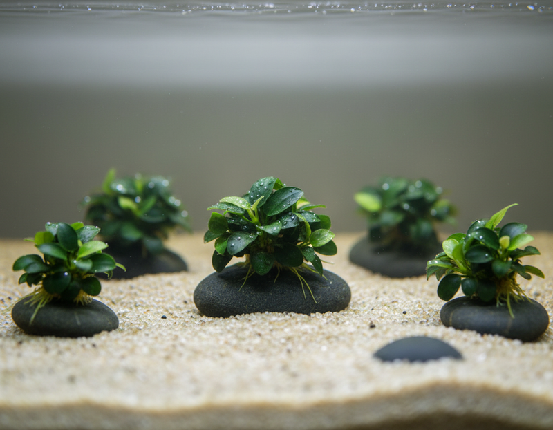 Anubias Bonsai nano aquarium - kleinste dwerg Anubias 6cm voorzone plant