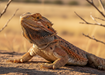 Bearded Dragon