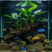 Anubias Barteri XL in aquarium