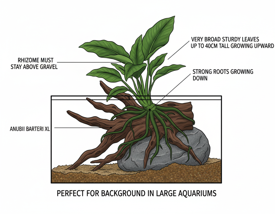Anubias Barteri XL bevestigen - instructie grote aquariumplant cichliden achterzone