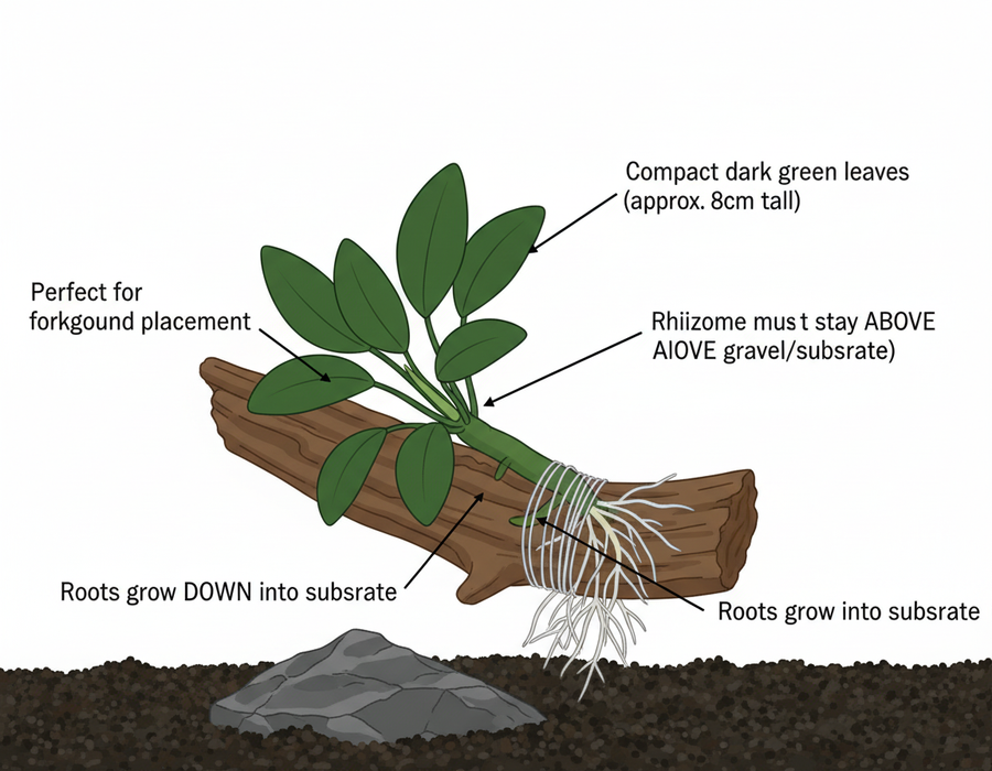 Anubias Nana bevestigen - instructie dwerg rizoom aquascaping voorzone plant