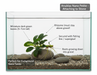 Anubias Nana Petite bevestigen - instructie nano aquarium iwagumi aquascaping
