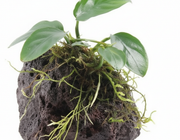 Lavasteen met Anubias close-up - poreuze vulkanische steen aquariumplant
