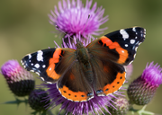 Atalanta Wildlifemagnet – Wildlife Explorer