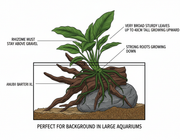 Anubias Barteri XL bevestigen op hout of steen