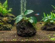 Lavasteen met Anubias aquarium - natuurlijke decoratie direct gebruiksklaar