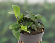 Anubias Nana Mini close-up - compacte bladeren dwerg aquariumplant
