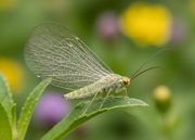 Gaasvlieg Wildlifemagnet – Wildlife Explorer