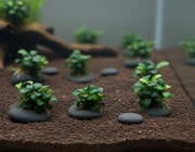 Anubias Nana Mini nano aquarium - ultra compacte dwerg Anubias 5cm voorzone