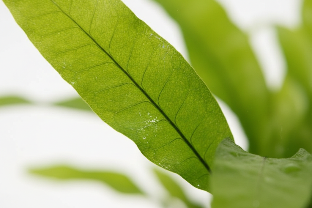 Microsorum Pteropus Latifolia close-up