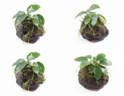 Lavasteen met Anubias product - gebruiksklare aquarium decoratie