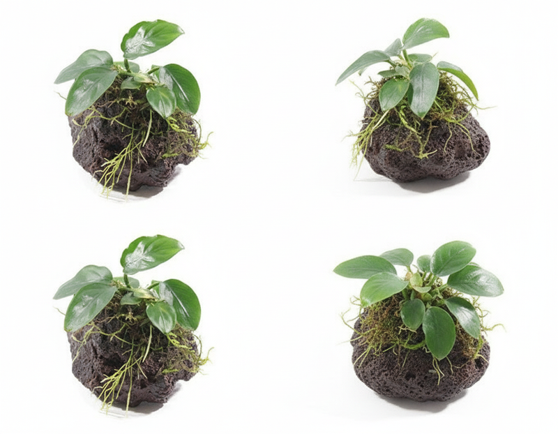 Lavasteen met Anubias product - gebruiksklare aquarium decoratie