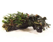 Kienhout met Bucephalandra Special
