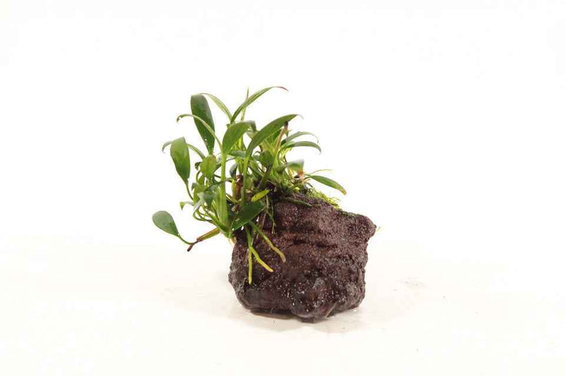 Lavasteen Anubias Congensis Mini