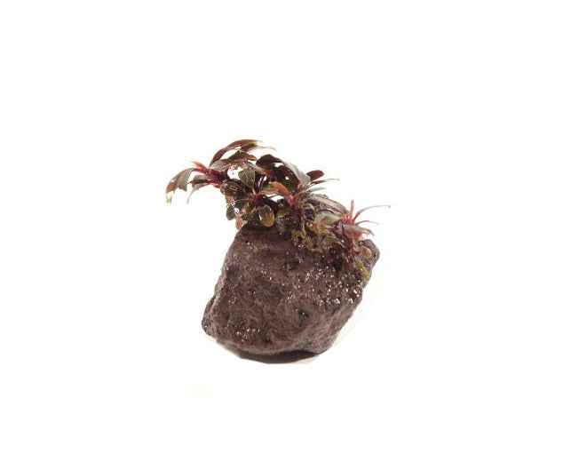 Lavasteen met Bucephalandra