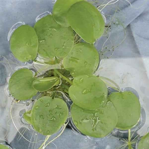 Limnobium Laevigatum