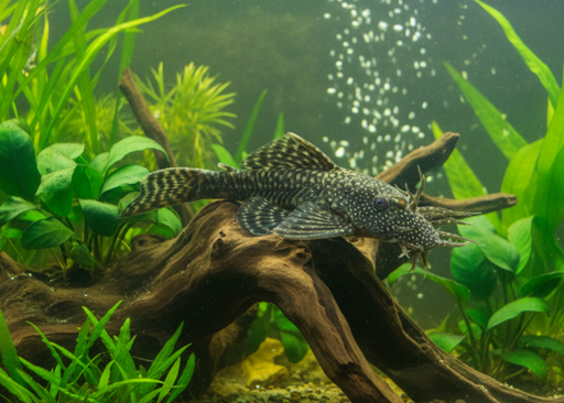 Ancistrus Wildlifemagnet – Wildlife Explorer