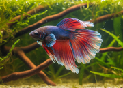 Magneet Betta