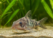 Corydoras Wildlifemagnet – Wildlife Explorer