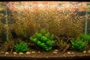 Middenzone planten - 100 cm Aquarium Plantenmix