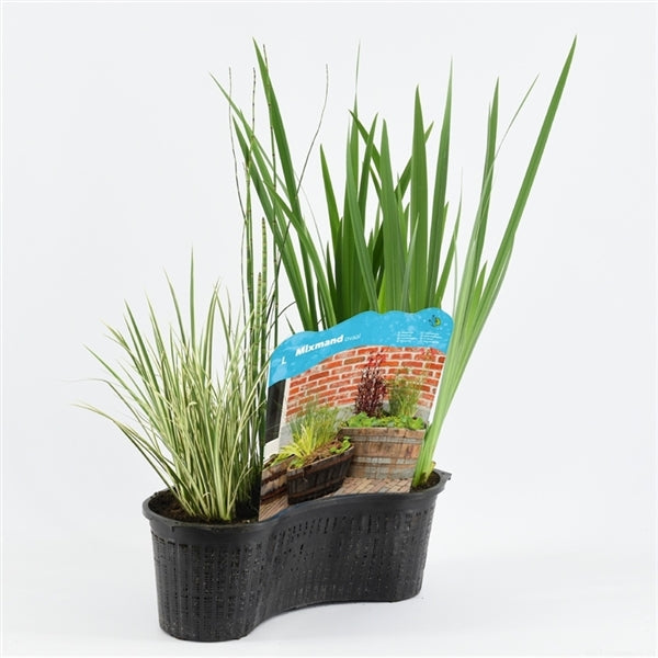 Mixed basket 40 cm oval with 4 plants